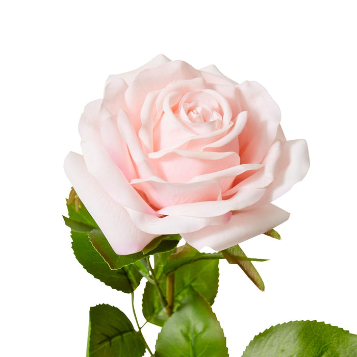 Rose Garden Stem (RT) Pack of 12 - Soft Pink, 66cm (H)