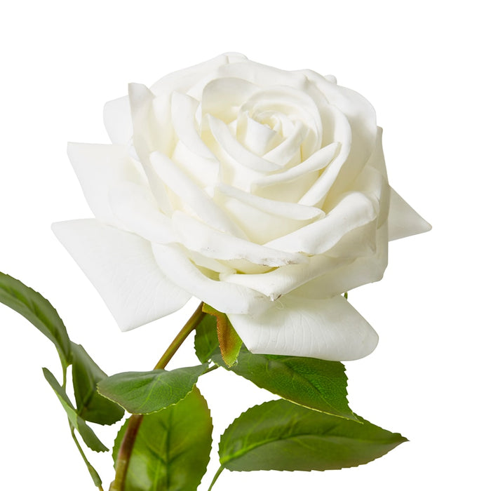 Rose Garden Stem (RT) Pack of 12 - White, 66cm (H)