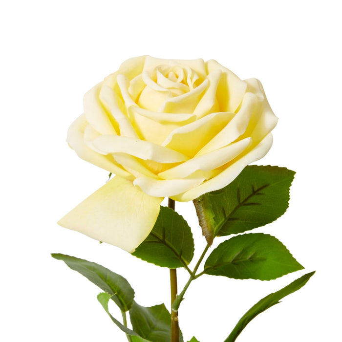 Rose Garden Stem (RT) Pack of 12 - Yellow, 66cm (H)