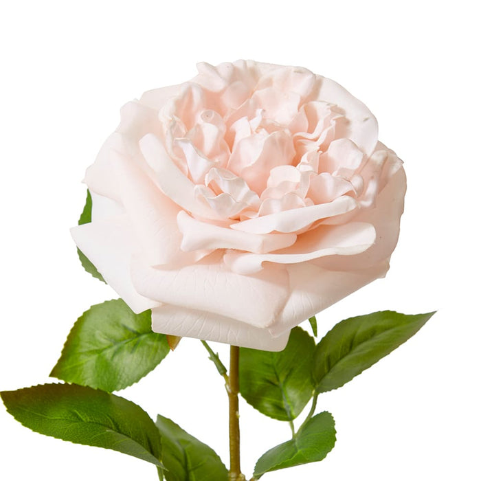 Rose Austin Stem (RT) Pack of 12 - Blush Pink, 66cm (H)