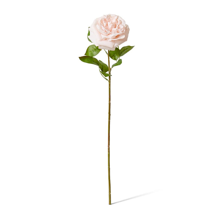 Rose Austin Stem (RT) Pack of 12 - Blush Pink, 66cm (H)