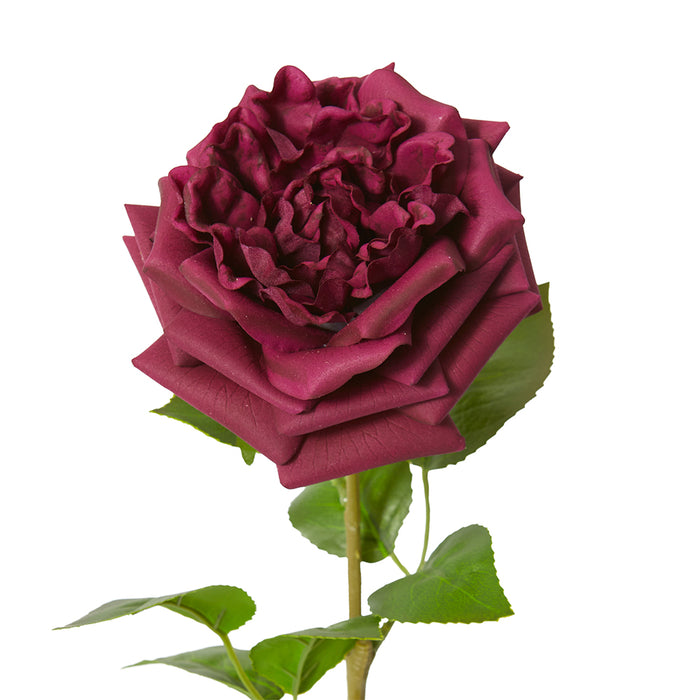 Rose Austin Stem (RT) Pack Of 12 - Burgundy, 66cm (H)