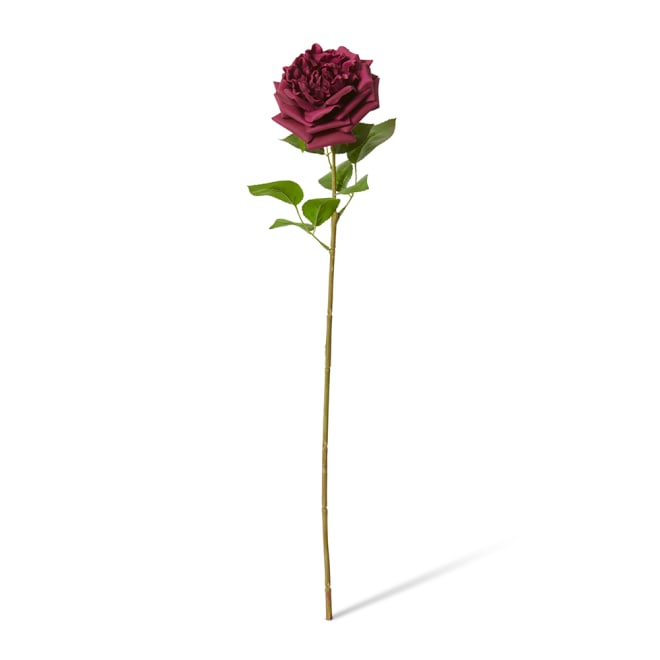 Rose Austin Stem (RT) Pack Of 12 - Burgundy, 66cm (H)