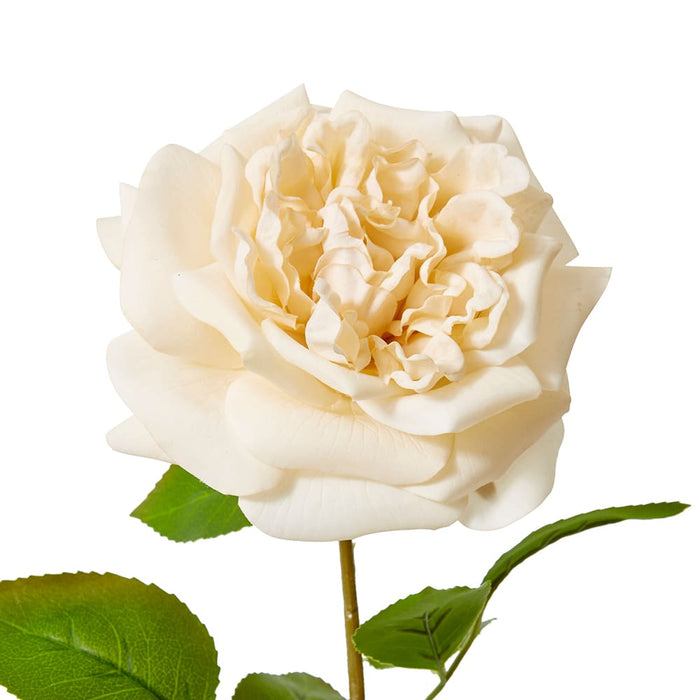 Rose Austin Stem (RT) Pack of 12 - Champagne, 66cm (H)