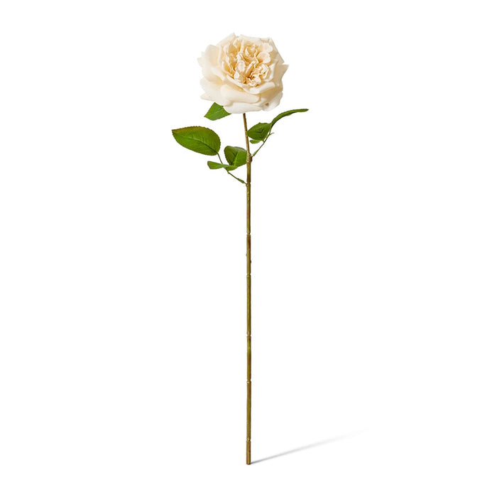 Rose Austin Stem (RT) Pack of 12 - Champagne, 66cm (H)