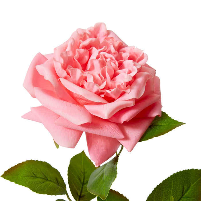 Rose Austin Stem (RT) Pack of 12 - Dark Pink, 66cm (H)