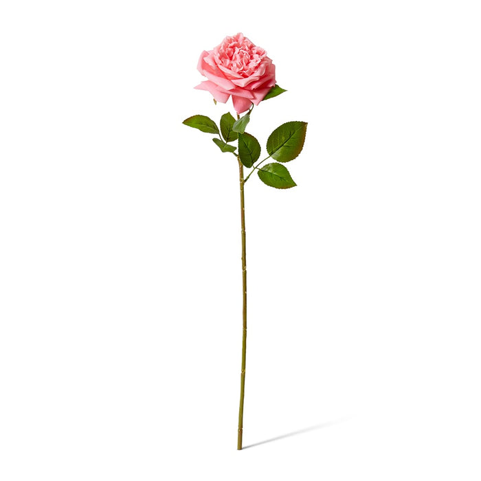 Rose Austin Stem (RT) Pack of 12 - Dark Pink, 66cm (H)