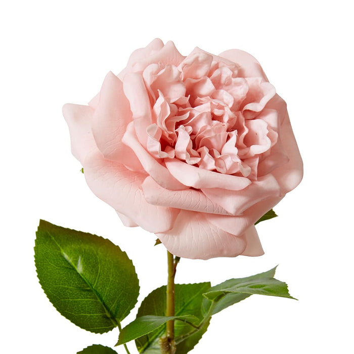 Rose Austin Stem (RT) Pack of 12 - Dusty Pink, 66cm (H)