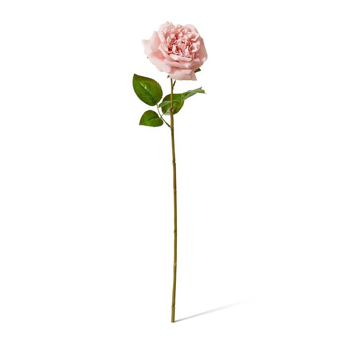 Rose Austin Stem (RT) Pack of 12 - Dusty Pink, 66cm (H)