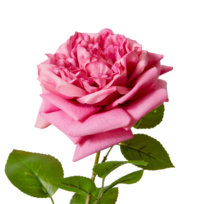 Rose Austin Stem (RT) Pack of 12 - Mauve, 66cm (H)