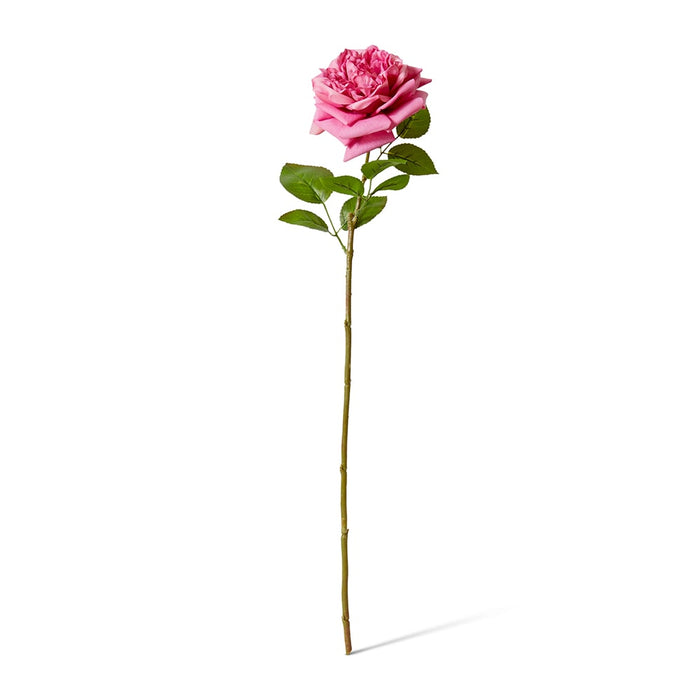 Rose Austin Stem (RT) Pack of 12 - Mauve, 66cm (H)