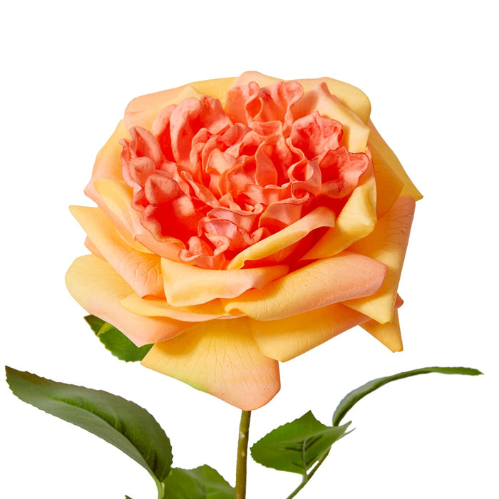 Rose Austin Stem (RT) Pack of 12 - Orange, 66cm (H)