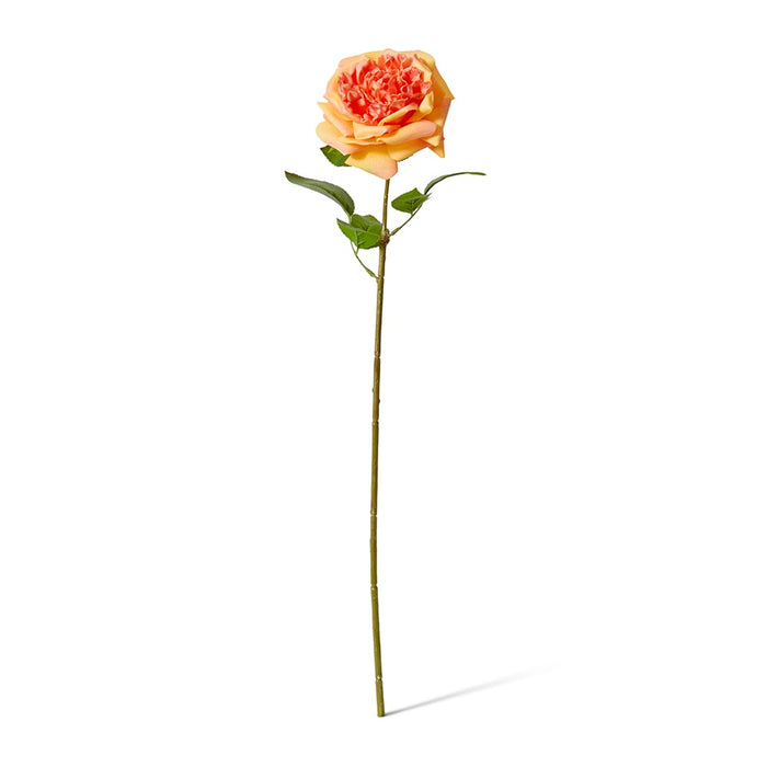 Rose Austin Stem (RT) Pack of 12 - Orange, 66cm (H)