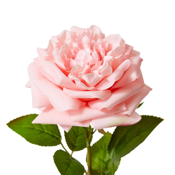 Rose Austin Stem (RT) Pack of 12 - Pink, 66cm (H)