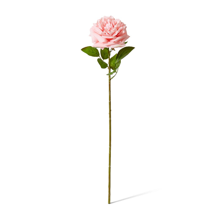 Rose Austin Stem (RT) Pack of 12 - Pink, 66cm (H)