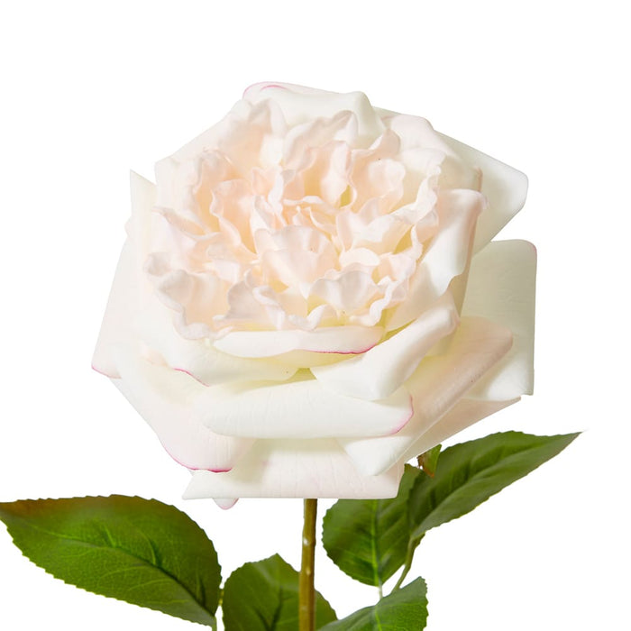 Rose Austin Stem (RT) Pack of 12 - Pink/Cream, 66cm (H)