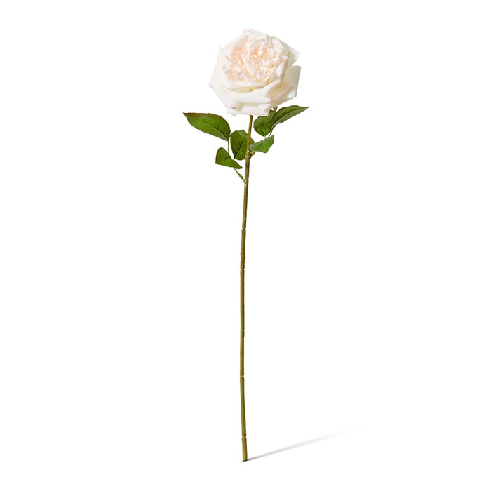 Rose Austin Stem (RT) Pack of 12 - Pink/Cream, 66cm (H)