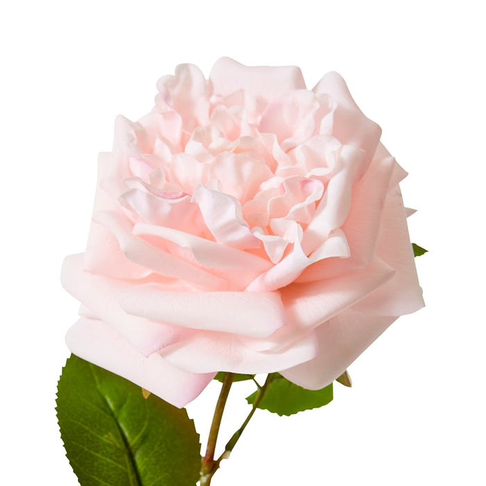 Rose Austin Stem (RT) Pack of 12 - Soft Pink, 66cm (H)