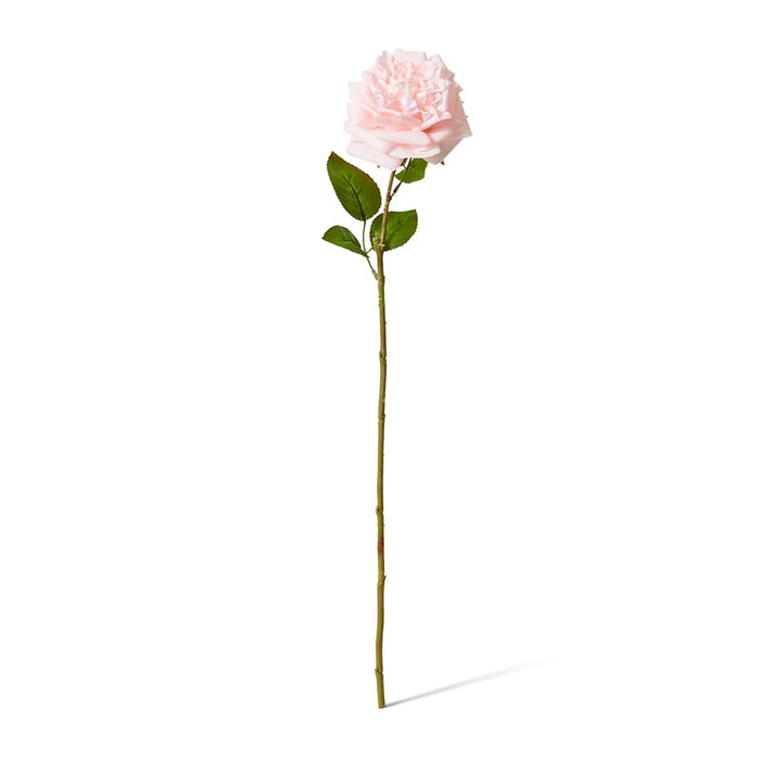 Rose Austin Stem (RT) Pack of 12 - Soft Pink, 66cm (H)