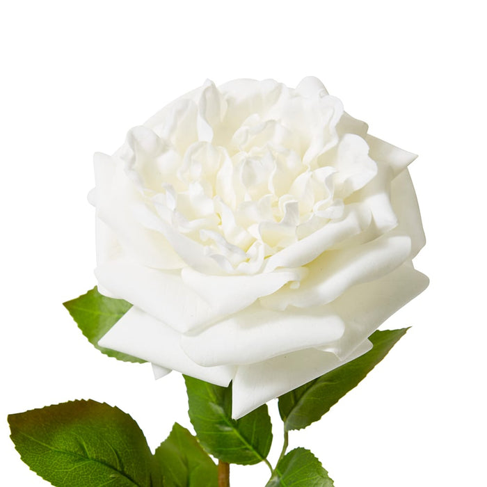 Rose Austin Stem (RT) Pack of 12 - White, 66cm (H)