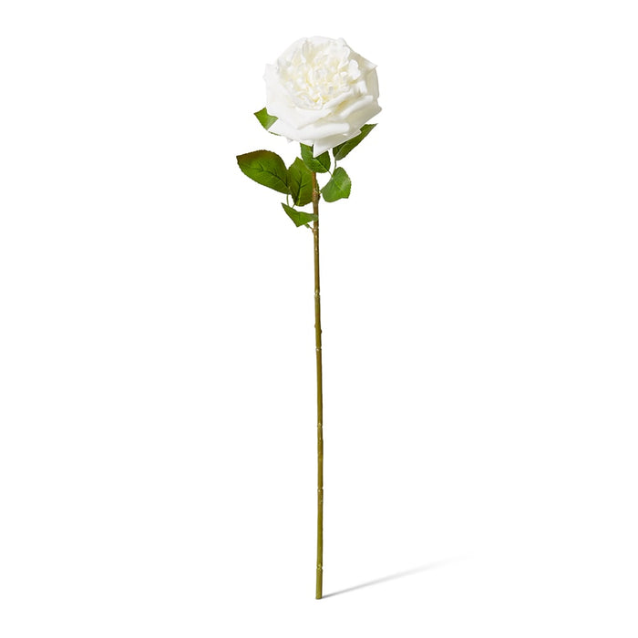 Rose Austin Stem (RT) Pack of 12 - White, 66cm (H)