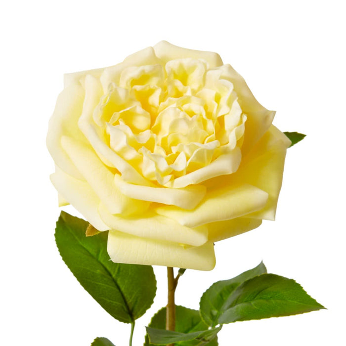 Rose Austin Stem (RT) Pack of 12 - Yellow, 66cm (H)