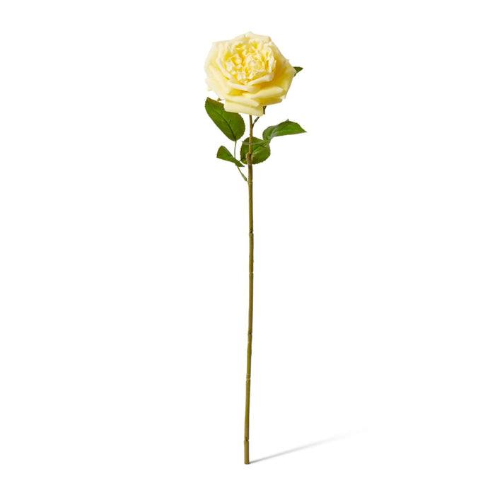 Rose Austin Stem (RT) Pack of 12 - Yellow, 66cm (H)