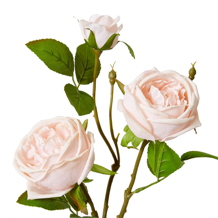 Rose Austin Spray (RT) Pack of 12 - Blush Pink, 78cm (H)