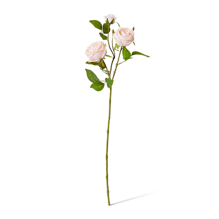 Rose Austin Spray (RT) Pack of 12 - Blush Pink, 78cm (H)