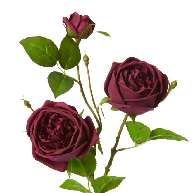 Rose Austin Spray (RT) Pack Of 12 - Burgundy, 78cm (H)