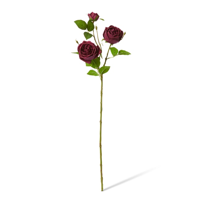 Rose Austin Spray (RT) Pack Of 12 - Burgundy, 78cm (H)