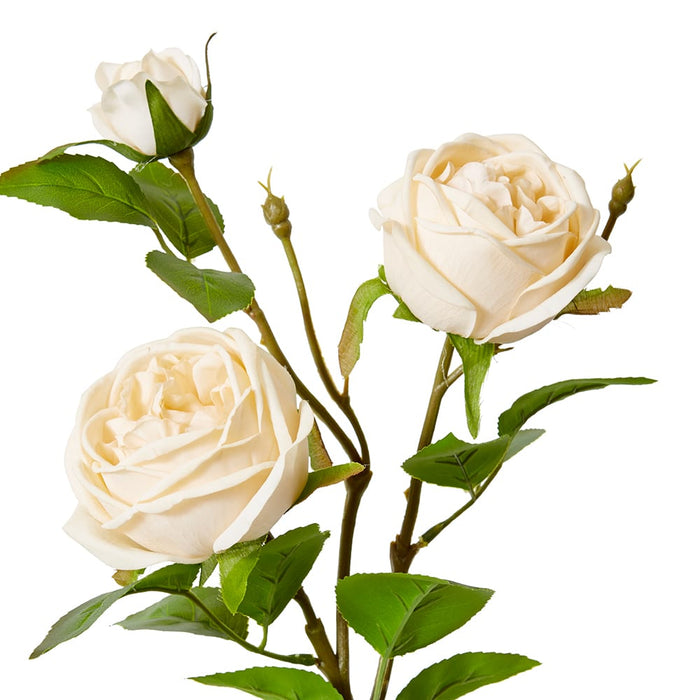 Rose Austin Spray (RT) Pack of 12 - Champagne, 78cm (H)