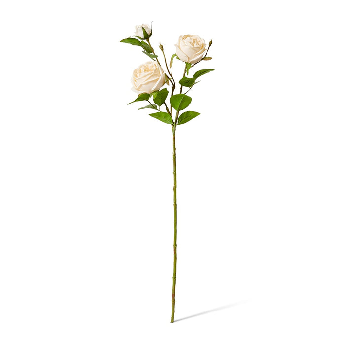 Rose Austin Spray (RT) Pack of 12 - Champagne, 78cm (H)