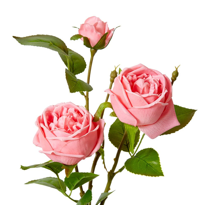 Rose Austin Spray (RT) Pack of 12 - Dark Pink, 78cm (H)