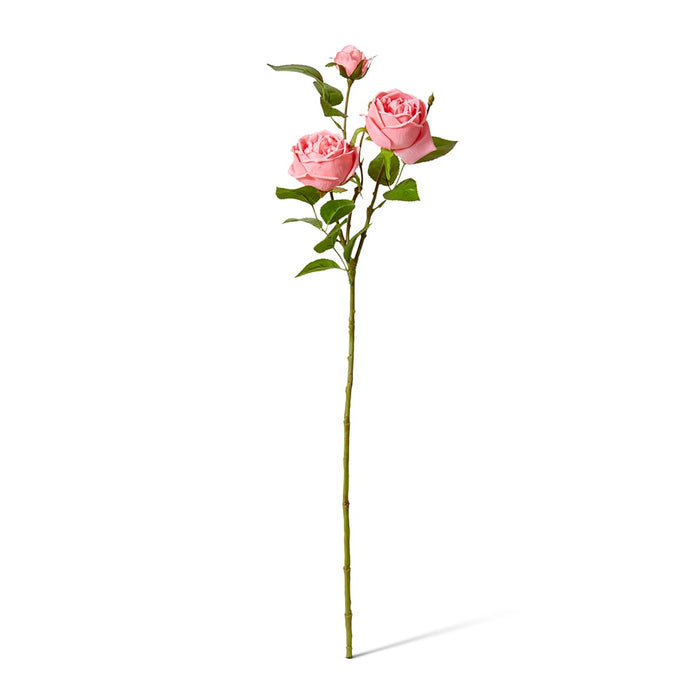 Rose Austin Spray (RT) Pack of 12 - Dark Pink, 78cm (H)