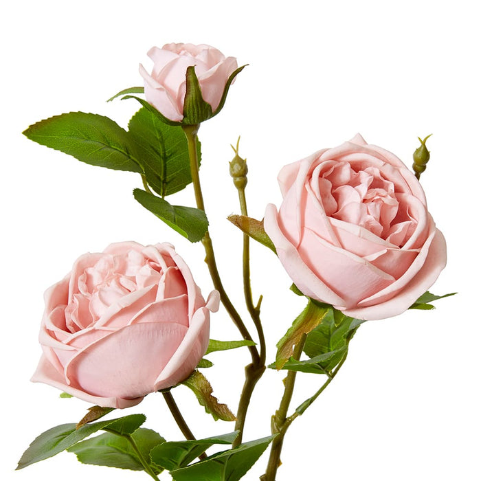 Rose Austin Spray (RT) Pack of 12 - Dusty Pink, 78cm (H)