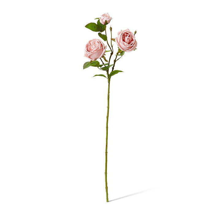 Rose Austin Spray (RT) Pack of 12 - Dusty Pink, 78cm (H)