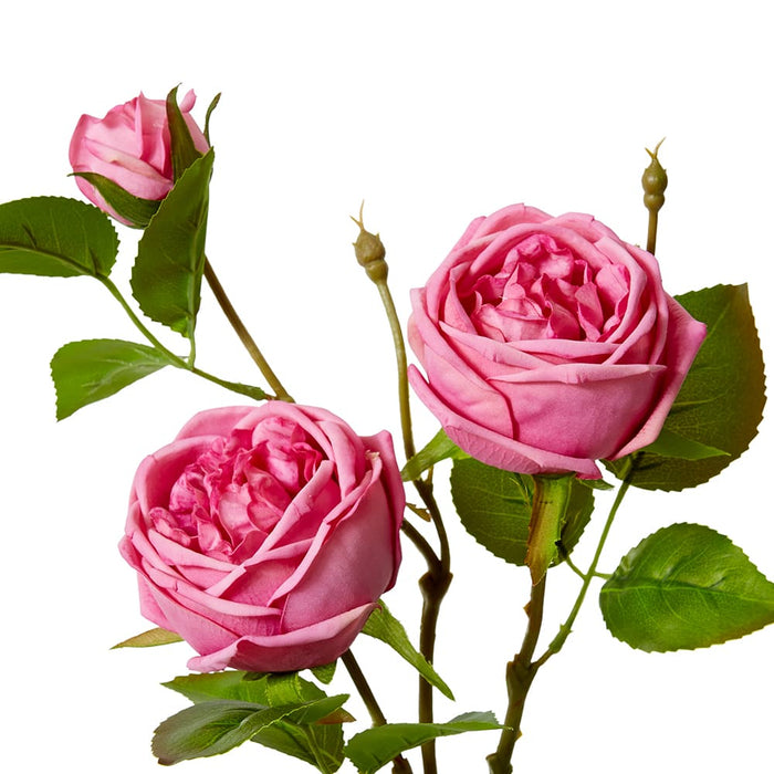 Rose Austin Spray (RT) Pack of 12 - Mauve, 78cm (H)