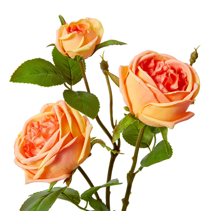 Rose Austin Spray (RT) Pack of 12 - Orange, 78cm (H)