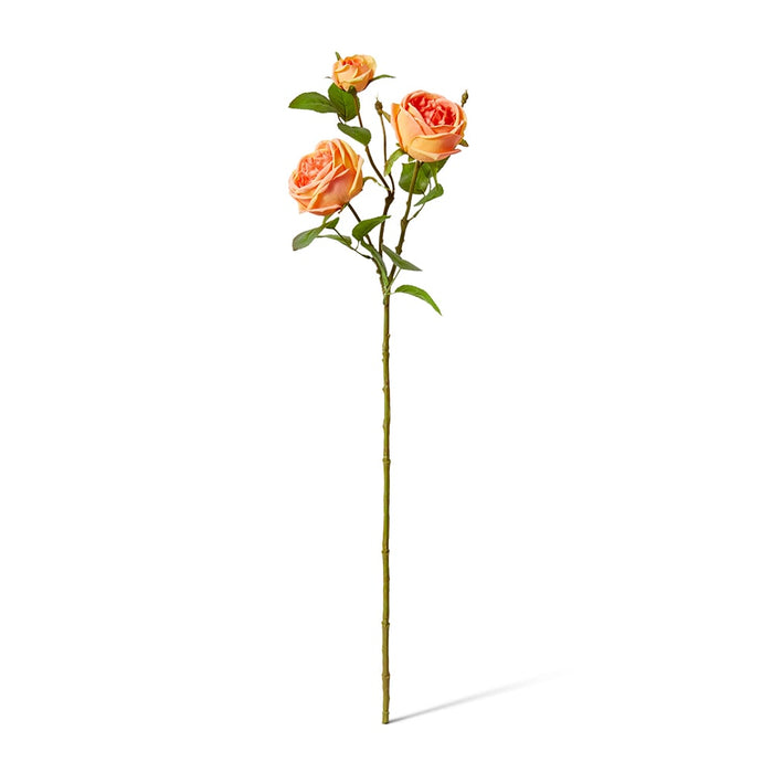 Rose Austin Spray (RT) Pack of 12 - Orange, 78cm (H)