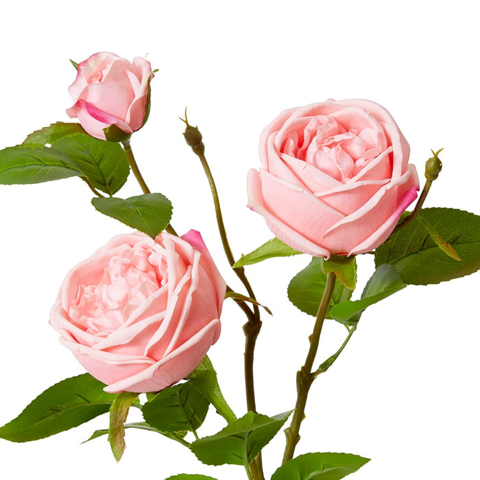 Rose Austin Spray (RT) Pack of 12 - Pink, 78cm (H)