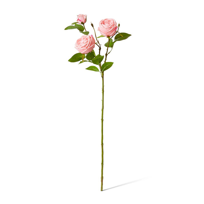 Rose Austin Spray (RT) Pack of 12 - Pink, 78cm (H)