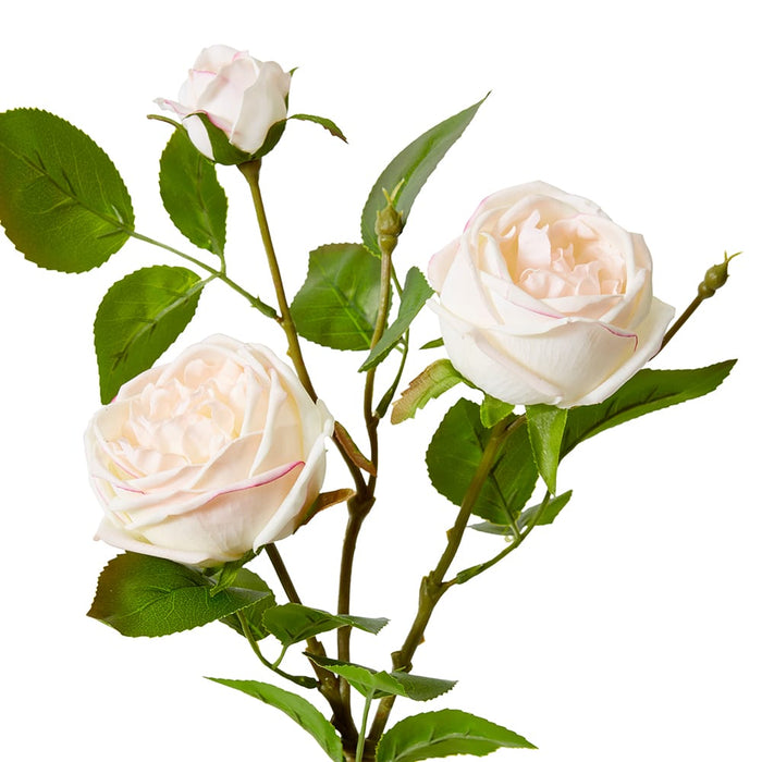 Rose Austin Spray (RT) Pack of 12 - Pink/Cream, 78cm (H)
