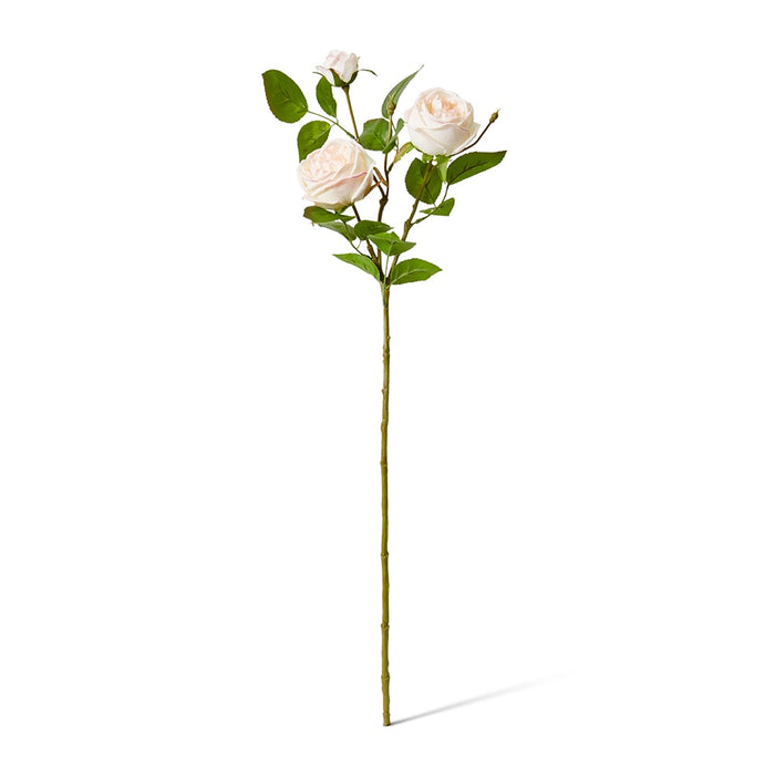 Rose Austin Spray (RT) Pack of 12 - Pink/Cream, 78cm (H)
