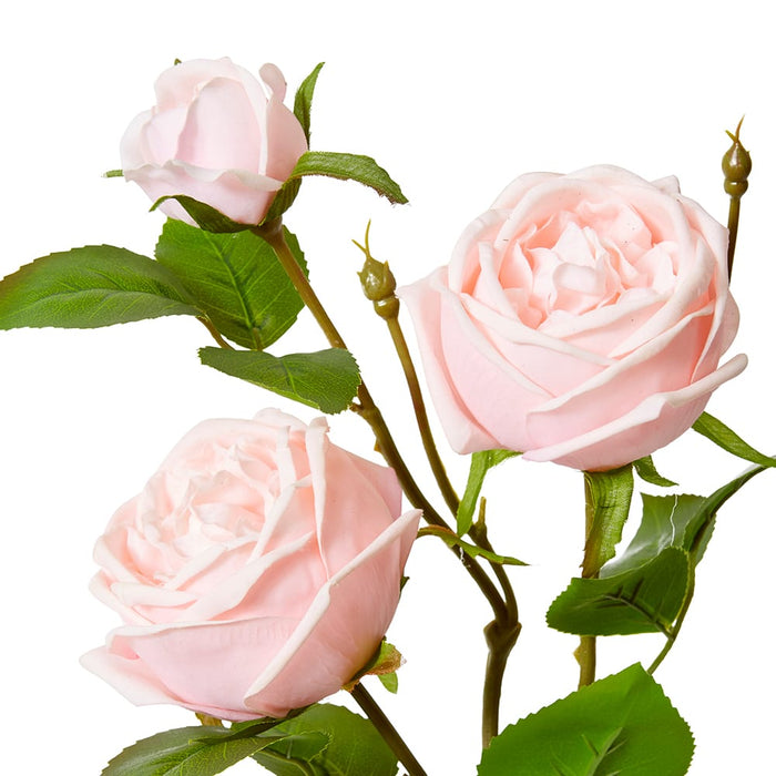 Rose Austin Spray (RT) Pack of 12 - Soft Pink, 78cm (H)