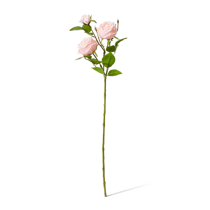 Rose Austin Spray (RT) Pack of 12 - Soft Pink, 78cm (H)