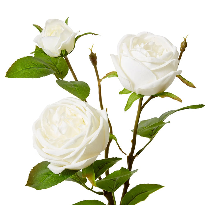 Rose Austin Spray (RT) Pack of 12 - White, 78cm (H)