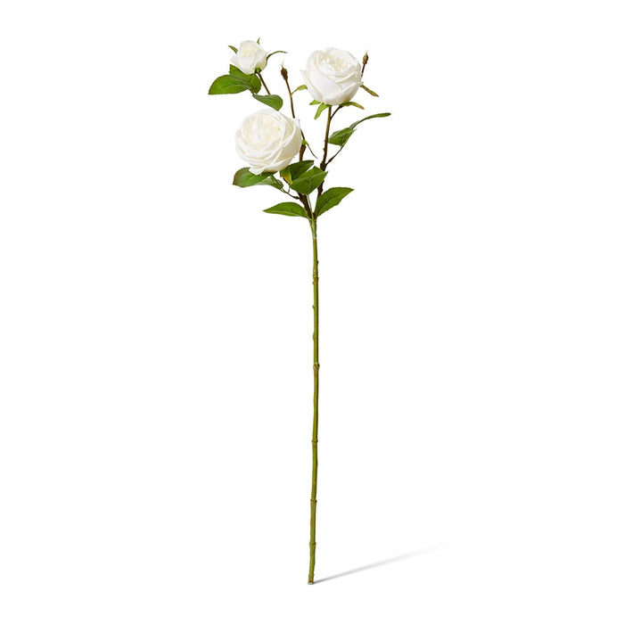 Rose Austin Spray (RT) Pack of 12 - White, 78cm (H)