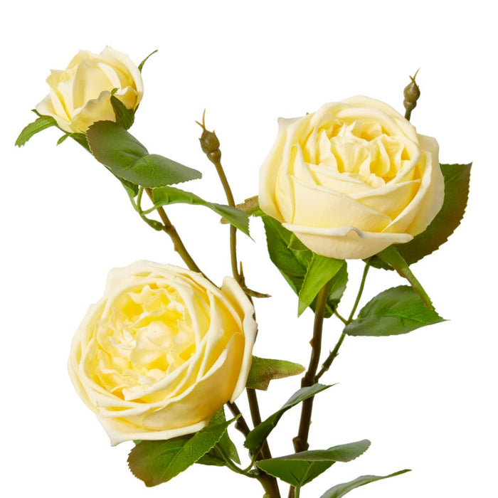 Rose Austin Spray (RT) Pack of 12 - Yellow, 78cm (H)