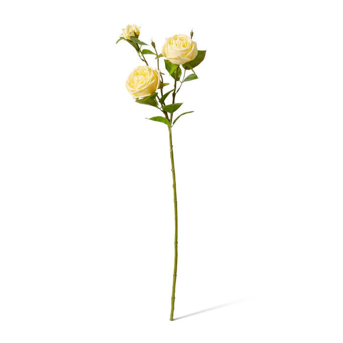 Rose Austin Spray (RT) Pack of 12 - Yellow, 78cm (H)